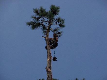 Web 2011-09-22 Pine Tree Removals 003.jpg